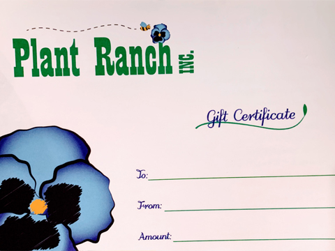 gift certificates