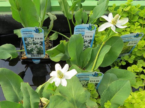 pond plants