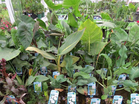 pond plants