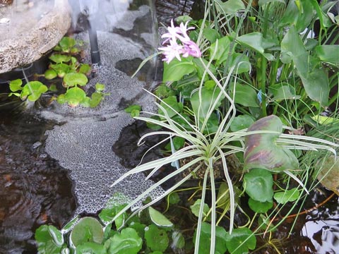 pond plants