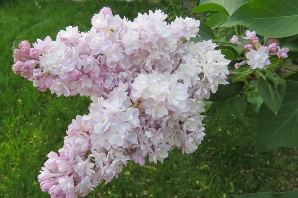 trees and shrubs lilac