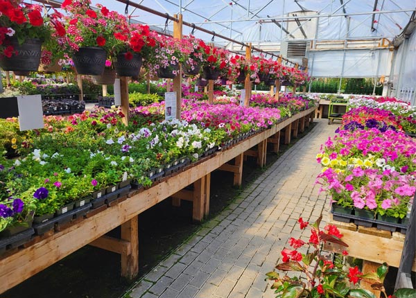 Bedding Plants at Plant Ranch